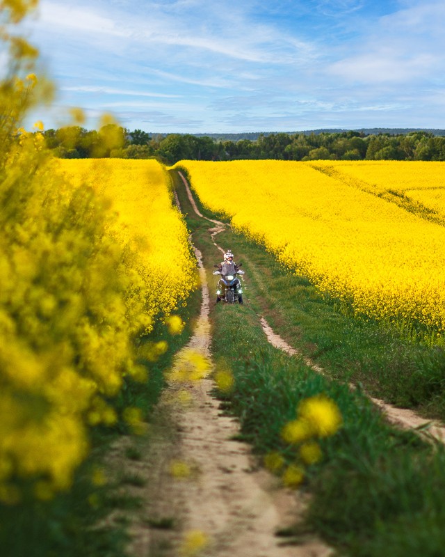 Трава ды палі, фота @denisrudov
