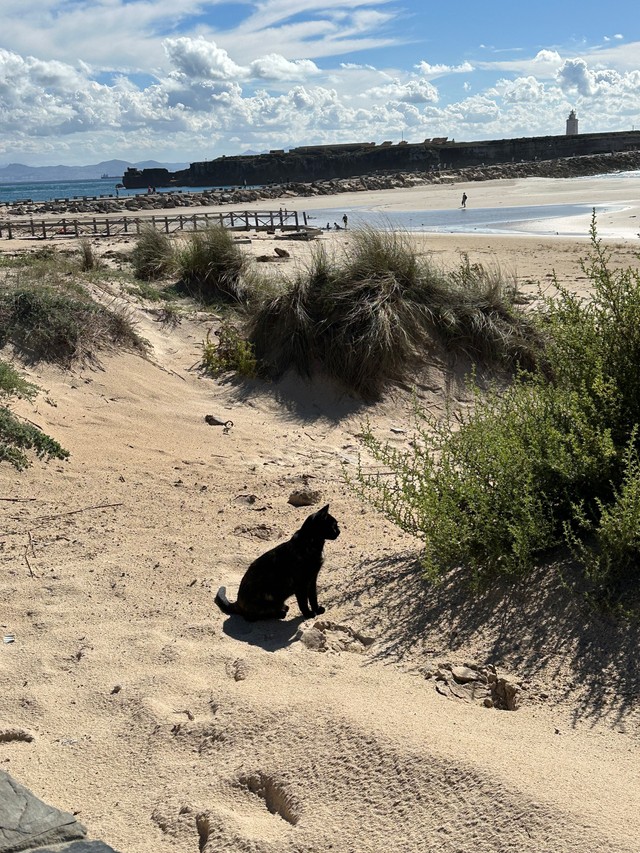 Знайдзі котку