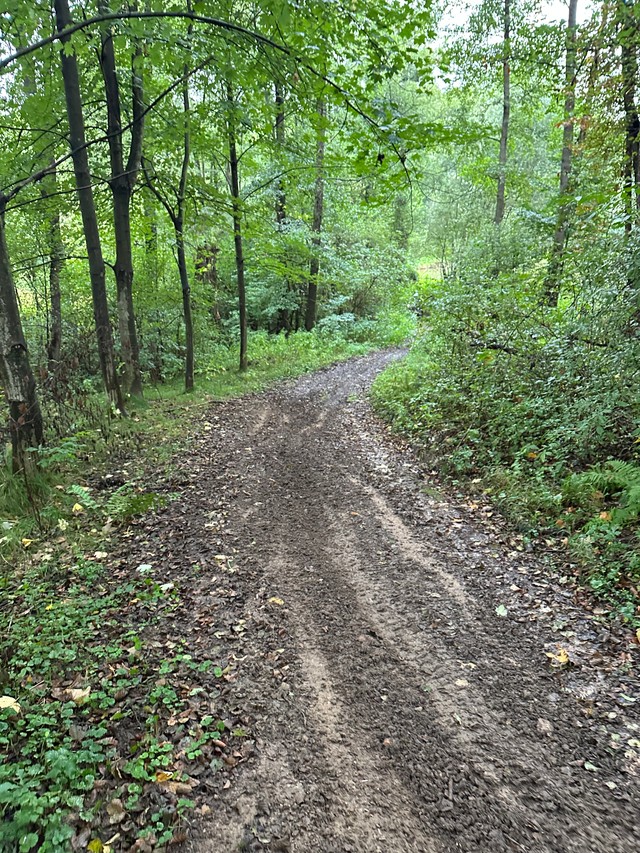 Мокры лес з ўзвышшам