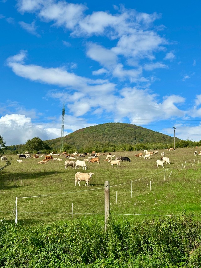 Дзесьці ў Чэхіі