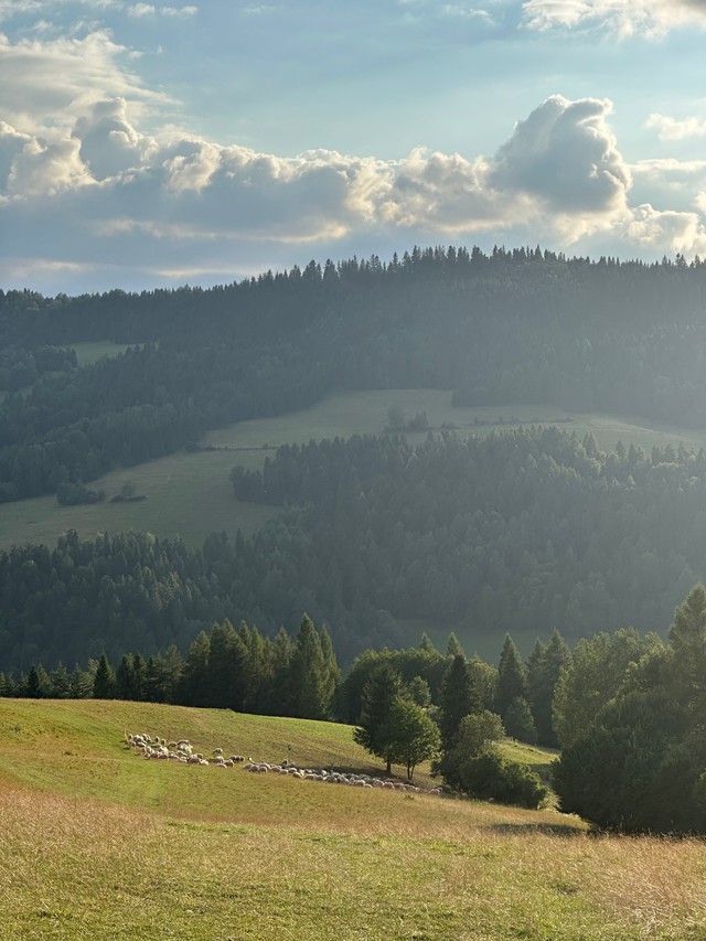 Горы і бясконцыя палі, на якіх пасвяцца авечкі